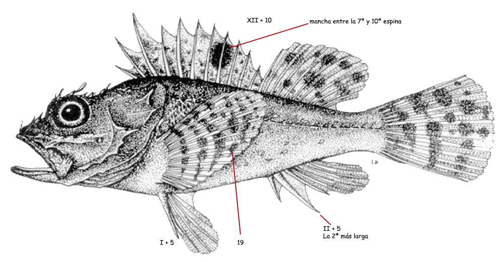 Scorpaena stephanica_01.jpg
